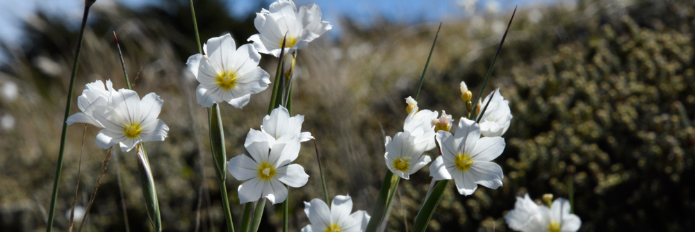 Flora, Falkland Islands, pale maidens, Falklands national flower